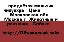 продаётся мальчик чихуахуа › Цена ­ 20 000 - Московская обл., Москва г. Животные и растения » Собаки   